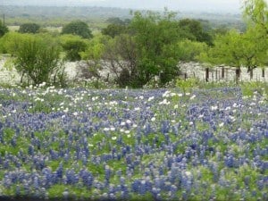 bluebonnets