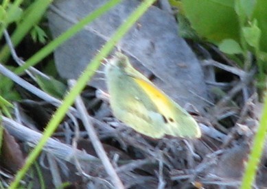 IMG_2818_cropped