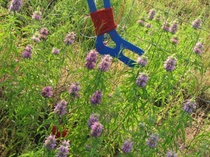 Thistle and socks