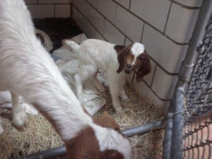 Baby Goat