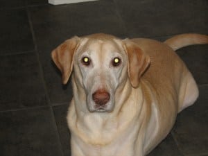 yellow lab Sydney