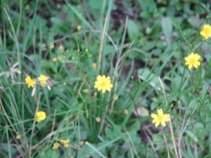 Yellow Flowers