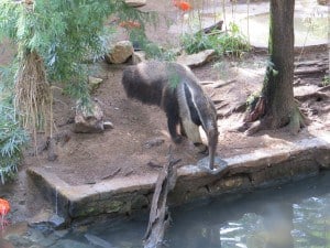 Anteater