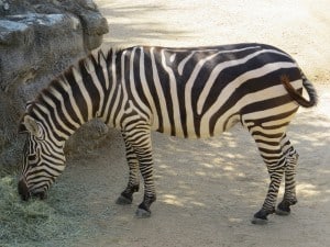 Zebra