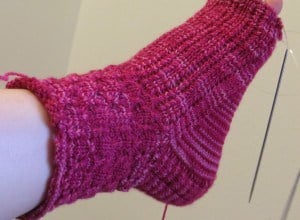 Danima banksiae sock